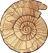 Lyme Regis Fossils