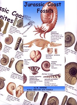 Fossil and Book Shop – Lyme Regis Fossils