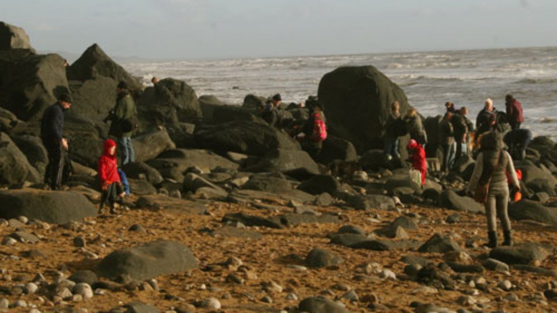 lymeregisfossils.net