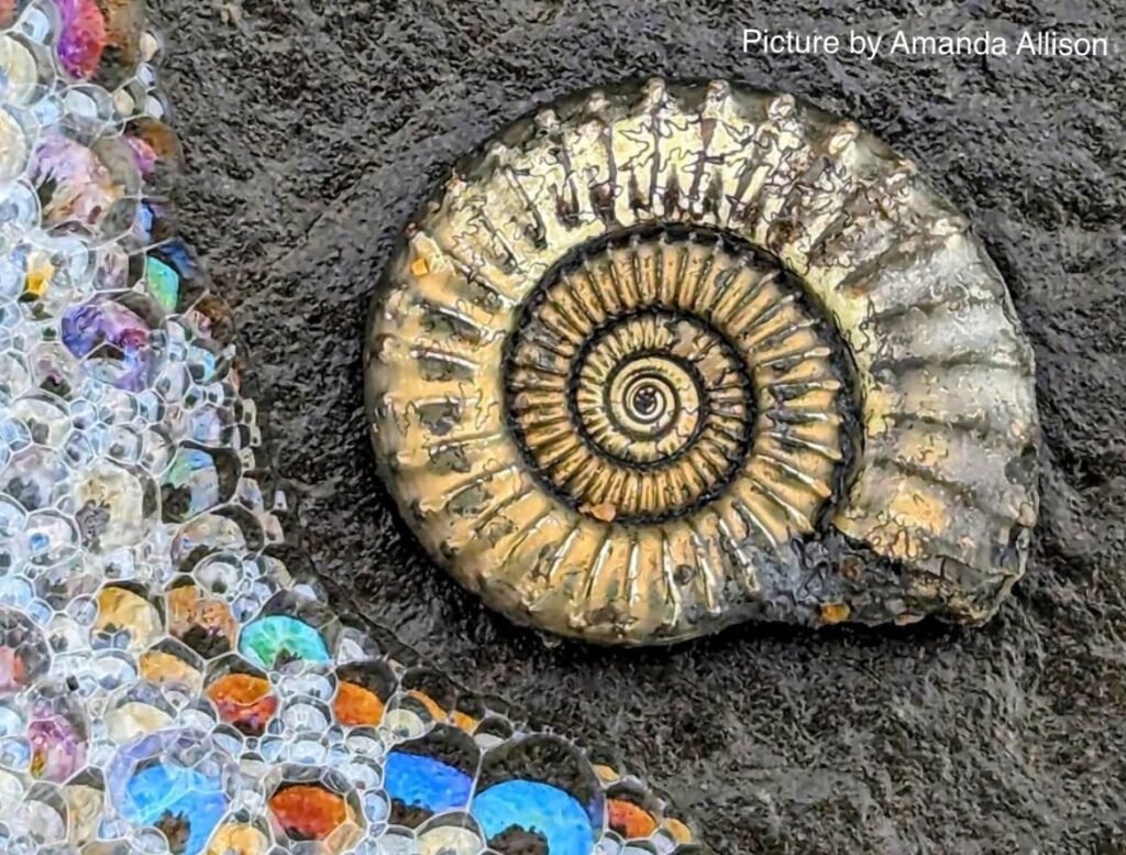 Pyrite Ammonite on the beach at Charmouth