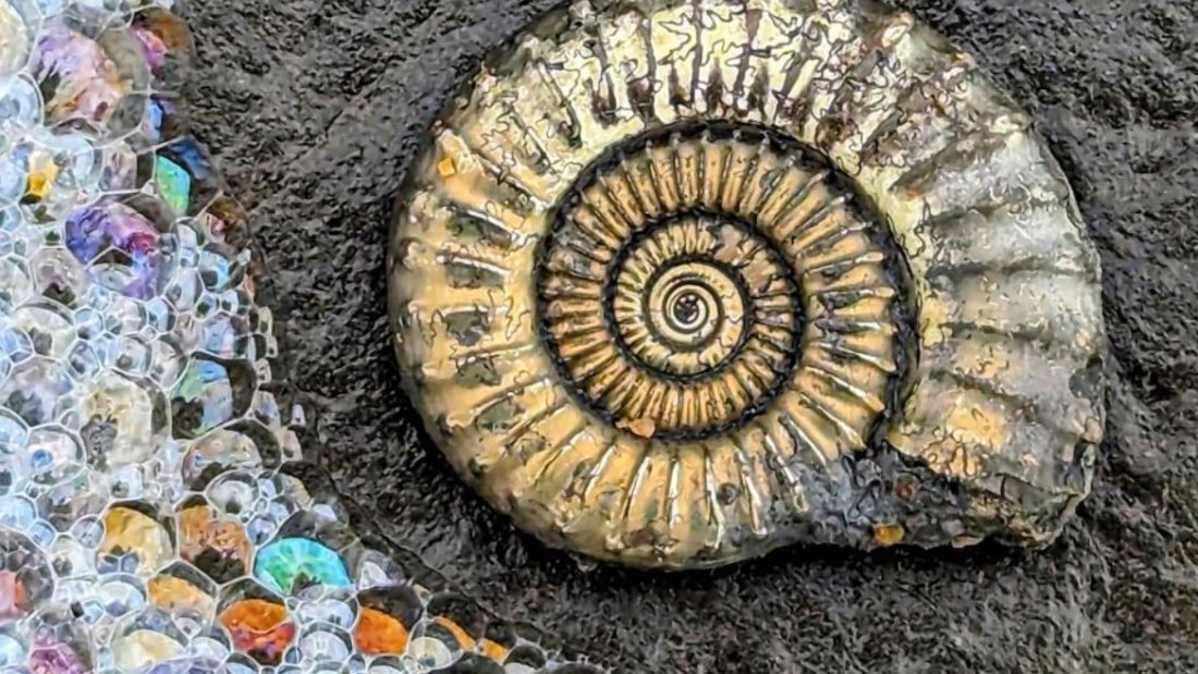 Pyrite Ammonite on the beach at Charmouth